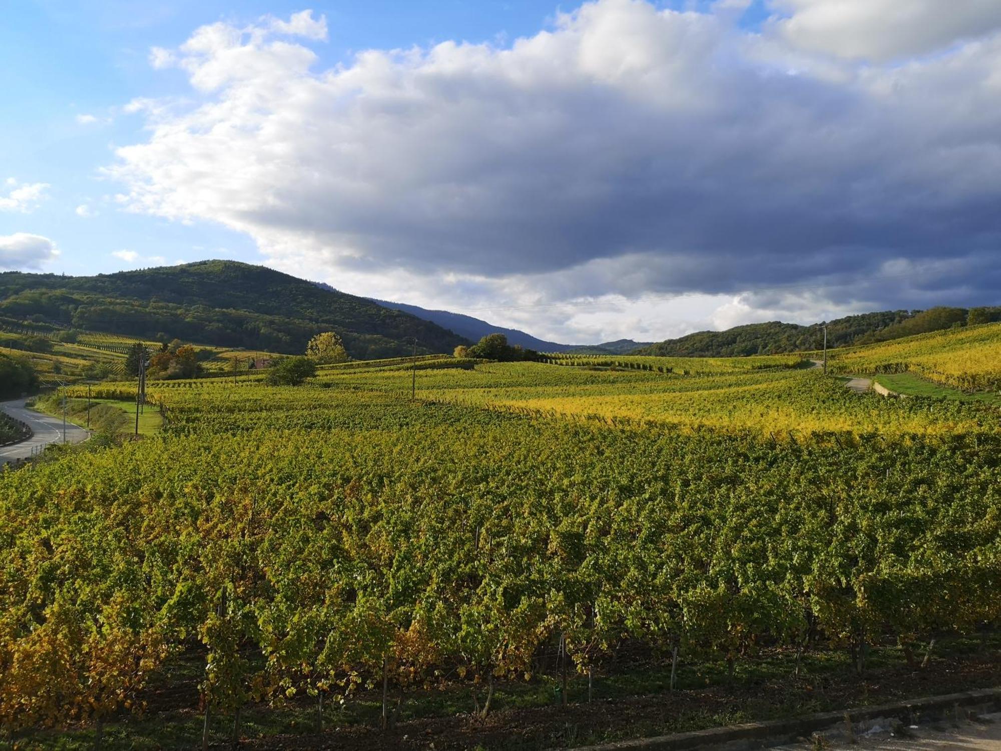 L'Altenberg เบิร์กไฮม์ ภายนอก รูปภาพ